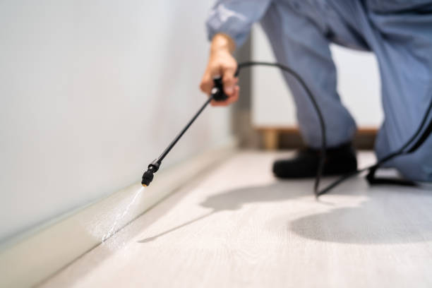 Licensed Wasp Removal service in South Pekin, IL - Show Me Pest Control