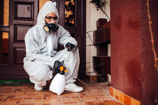 Reliable Wasp Removal contractor in South Pekin, IL by Show Me Pest Control